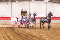 Pete's Equine Photography from the Ancaster Fair - Driving Draft Horses and Hitches in action.