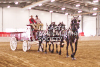 Pete's Equine Photography from the Ancaster Fair - Driving Draft Horses and Hitches in action.