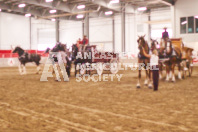 Pete's Equine Photography from the Ancaster Fair - Driving Draft Horses and Hitches in action.