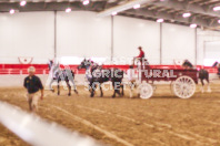 Pete's Equine Photography from the Ancaster Fair - Driving Draft Horses and Hitches in action.