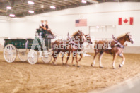 Pete's Equine Photography from the Ancaster Fair - Driving Draft Horses and Hitches in action.