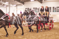 Pete's Equine Photography from the Ancaster Fair - Driving Draft Horses and Hitches in action.