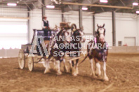 Pete's Equine Photography from the Ancaster Fair - Driving Draft Horses and Hitches in action.