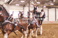 Pete's Equine Photography from the Ancaster Fair - Driving Draft Horses and Hitches in action.