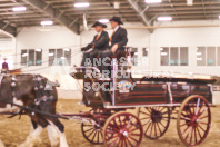 Pete's Equine Photography from the Ancaster Fair - Driving Draft Horses and Hitches in action.