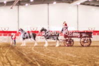 Pete's Equine Photography from the Ancaster Fair - Driving Draft Horses and Hitches in action.