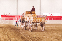 Pete's Equine Photography from the Ancaster Fair - Driving Draft Horses and Hitches in action.