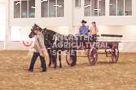 Pete's Equine Photography from the Ancaster Fair - Driving Draft Horses and Hitches in action.