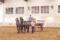 Pete's Equine Photography from the Ancaster Fair - Driving Draft Horses and Hitches in action.