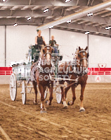 Pete's Equine Photography from the Ancaster Fair - Driving Draft Horses and Hitches in action.