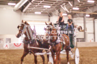 Pete's Equine Photography from the Ancaster Fair - Driving Draft Horses and Hitches in action.