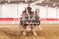 Pete's Equine Photography from the Ancaster Fair - Driving Draft Horses and Hitches in action.