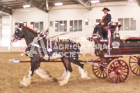 Pete's Equine Photography from the Ancaster Fair - Driving Draft Horses and Hitches in action.