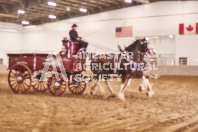 Pete's Equine Photography from the Ancaster Fair - Driving Draft Horses and Hitches in action.