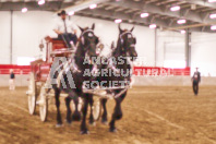 Pete's Equine Photography from the Ancaster Fair - Driving Draft Horses and Hitches in action.