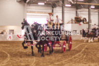 Pete's Equine Photography from the Ancaster Fair - Driving Draft Horses and Hitches in action.