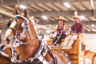 Pete's Equine Photography from the Ancaster Fair - Driving Draft Horses and Hitches in action.