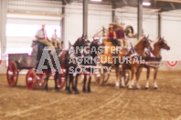 Pete's Equine Photography from the Ancaster Fair - Driving Draft Horses and Hitches in action.