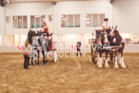 Pete's Equine Photography from the Ancaster Fair - Driving Draft Horses and Hitches in action.