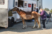 Equine Photography from horse events at the 174th Ancaster fair on September 20th of 2024.