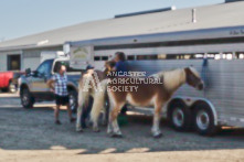 Equine Photography from horse events at the 174th Ancaster fair on September 20th of 2024.