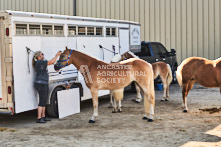 Equine Photography from horse events at the 174th Ancaster fair on September 20th of 2024.