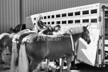 Equine Photography from horse events at the 174th Ancaster fair on September 20th of 2024.