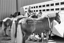 Equine Photography from horse events at the 174th Ancaster fair on September 20th of 2024.