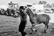 Equine Photography from horse events at the 174th Ancaster fair on September 20th of 2024.