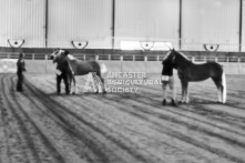 Equine Photography from horse events at the 174th Ancaster fair on September 20th of 2024.