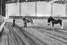 Equine Photography from horse events at the 174th Ancaster fair on September 20th of 2024.