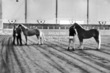 Equine Photography from horse events at the 174th Ancaster fair on September 20th of 2024.