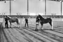 Equine Photography from horse events at the 174th Ancaster fair on September 20th of 2024.