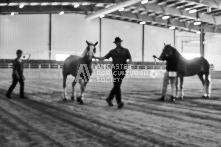 Equine Photography from horse events at the 174th Ancaster fair on September 20th of 2024.