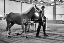 Equine Photography from horse events at the 174th Ancaster fair on September 20th of 2024.