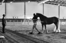 Equine Photography from horse events at the 174th Ancaster fair on September 20th of 2024.