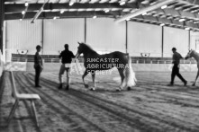 Equine Photography from horse events at the 174th Ancaster fair on September 20th of 2024.