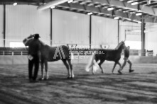 Equine Photography from horse events at the 174th Ancaster fair on September 20th of 2024.