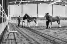 Equine Photography from horse events at the 174th Ancaster fair on September 20th of 2024.