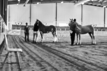 Equine Photography from horse events at the 174th Ancaster fair on September 20th of 2024.