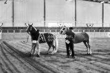 Equine Photography from horse events at the 174th Ancaster fair on September 20th of 2024.