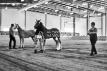 Equine Photography from horse events at the 174th Ancaster fair on September 20th of 2024.