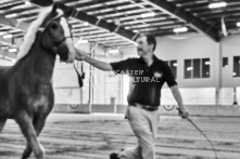 Equine Photography from horse events at the 174th Ancaster fair on September 20th of 2024.