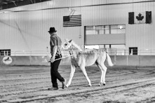 Equine Photography from horse events at the 174th Ancaster fair on September 20th of 2024.