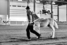 Equine Photography from horse events at the 174th Ancaster fair on September 20th of 2024.