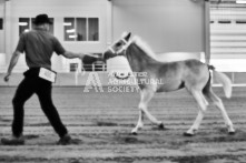 Equine Photography from horse events at the 174th Ancaster fair on September 20th of 2024.