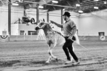 Equine Photography from horse events at the 174th Ancaster fair on September 20th of 2024.