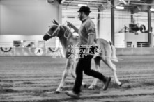 Equine Photography from horse events at the 174th Ancaster fair on September 20th of 2024.