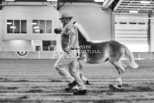 Equine Photography from horse events at the 174th Ancaster fair on September 20th of 2024.