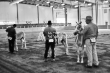 Equine Photography from horse events at the 174th Ancaster fair on September 20th of 2024.